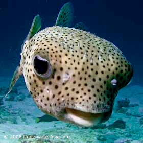Porcupine Pufferfish